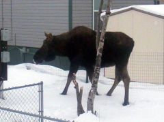 Moose in the Backyard