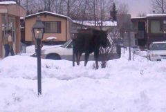 Moose In Front Yard