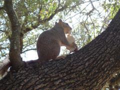 Squirrel Eating a PB & J Sammich