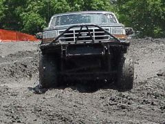 the pig playing in the mud