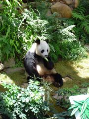 A Real Life Panda, eating a banana Ocean Park Hong Kong