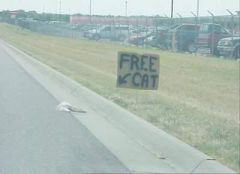 Free CAT!!!!